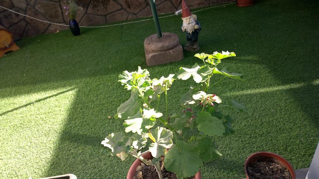Bed & Breakfast Blumen Haus Santiago Buitenkant foto