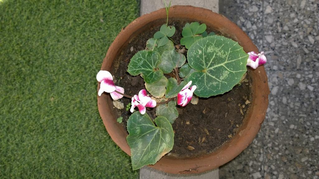 Bed & Breakfast Blumen Haus Santiago Buitenkant foto